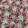 [PACK of 10 PLANTS] x Echeveria 'Takasago no Okina' (Takasago's old man)