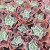 [PACK of 10 PLANTS] x Echeveria 'Takasago no Okina' (Takasago's old man)
