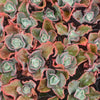 [PACK of 10 PLANTS] x  Echeveria 'Dick's Pink'