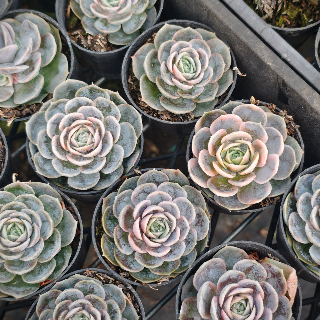 [PACK of 10 PLANTS] x Echeveria Blue Surprise Variegated