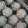 [PACK of 10 PLANTS] x Echeveria Blue Surprise Variegated