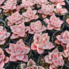 [PACK of 10 PLANTS] x Graptoveria Bainesii variegated