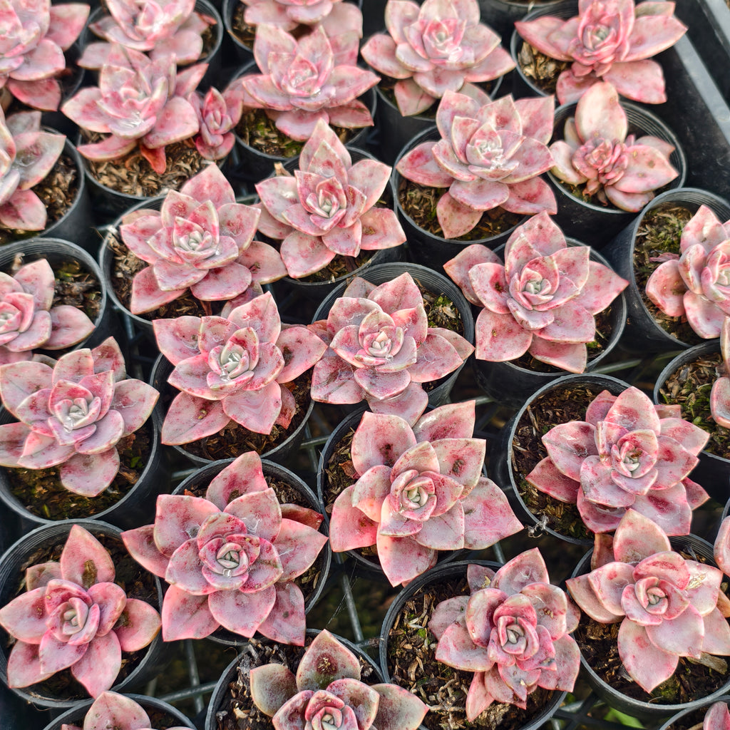 [PACK of 10 PLANTS] x Graptoveria Bainesii variegated