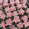 [PACK of 10 PLANTS] x Graptoveria Bainesii variegated
