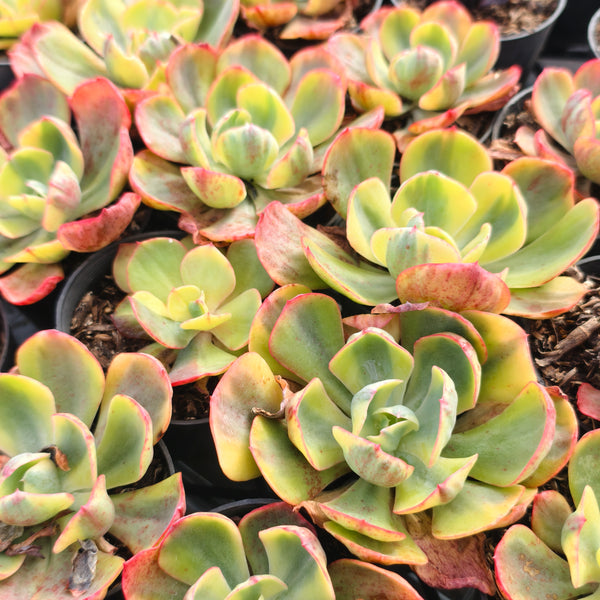 Echeveria Sunset Peony Variegated