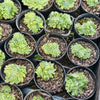 [PACK of 10 PLANTS] x Aeonium tabuliforme CREST/ multi heads