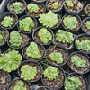 [PACK of 10 PLANTS] x Aeonium tabuliforme CREST/ multi heads