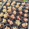 [PACK of 10 PLANTS] x Sedum Joyce Tulloch Variegated