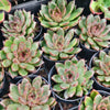 [PACK of 10 PLANTS] x Echeveria Purple Crystal