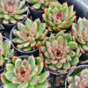 [PACK of 10 PLANTS] x Echeveria Purple Crystal