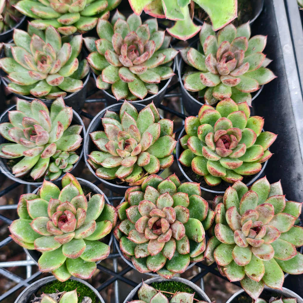 [PACK of 10 PLANTS] x Echeveria Purple Crystal