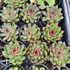 [PACK of 10 PLANTS] x Echeveria Purple Crystal