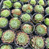 [PACK of 10 PLANTS] x  Echeveria 'Red Hole'