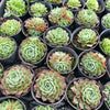 [PACK of 10 PLANTS] x  Echeveria 'Red Hole'