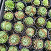 [PACK of 10 PLANTS] x  Echeveria 'Red Hole'