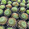 [PACK of 10 PLANTS] x  Echeveria 'Red Hole'