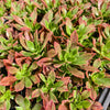 [PACK of 10 PLANTS] x Aeonium leucoblepharum (Yemen Form)(w/pup)