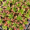[PACK of 10 PLANTS] x Aeonium leucoblepharum (Yemen Form)(w/pup)