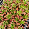 [PACK of 10 PLANTS] x Aeonium leucoblepharum (Yemen Form)(w/pup)