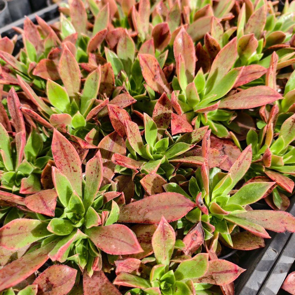 [PACK of 10 PLANTS] x Aeonium leucoblepharum (Yemen Form)(w/pup)