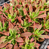 [PACK of 10 PLANTS] x Aeonium leucoblepharum (Yemen Form)(w/pup)