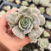 [PACK of 10 PLANTS] x Echeveria Lilacina Marble Variegated