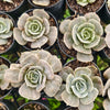 [PACK of 10 PLANTS] x Echeveria Lilacina Marble Variegated