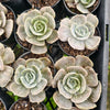 [PACK of 10 PLANTS] x Echeveria Lilacina Marble Variegated