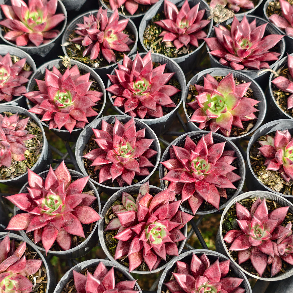 [PACK of 10 PLANTS] x Echeveria 'Little Squid'
