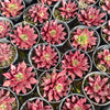 [PACK of 10 PLANTS] x Echeveria 'Little Squid'