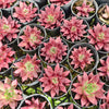 [PACK of 10 PLANTS] x Echeveria 'Little Squid'