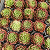 [PACK of 10 PLANTS] x Echeveria 'Love Heart'