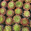 [PACK of 10 PLANTS] x Echeveria 'Love Heart'