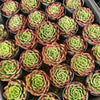 [PACK of 10 PLANTS] x Echeveria 'Love Heart'