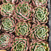[PACK of 10 PLANTS] x Echeveria poldensis 'Kevin'