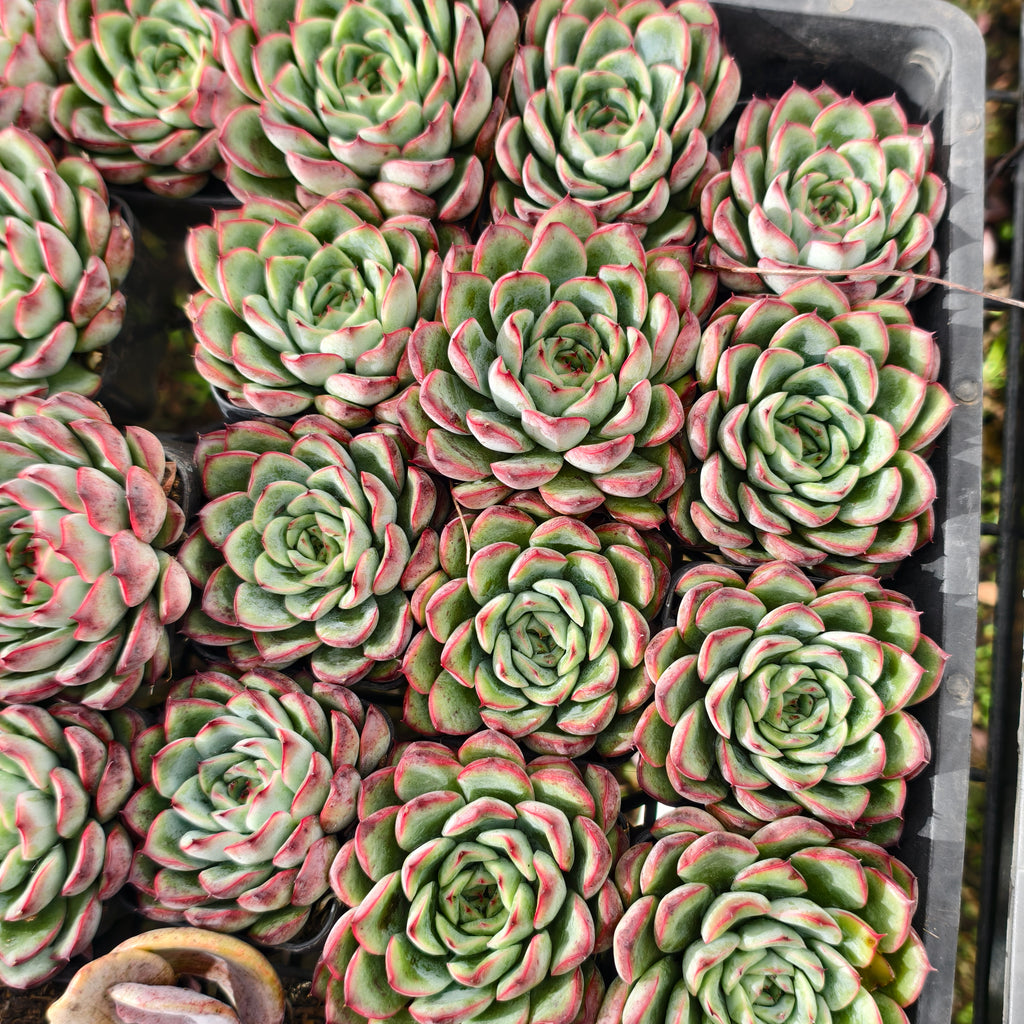[PACK of 10 PLANTS] x Echeveria poldensis 'Kevin'