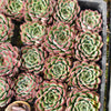 [PACK of 10 PLANTS] x Echeveria poldensis 'Kevin'