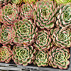 [PACK of 10 PLANTS] x Echeveria poldensis 'Kevin'