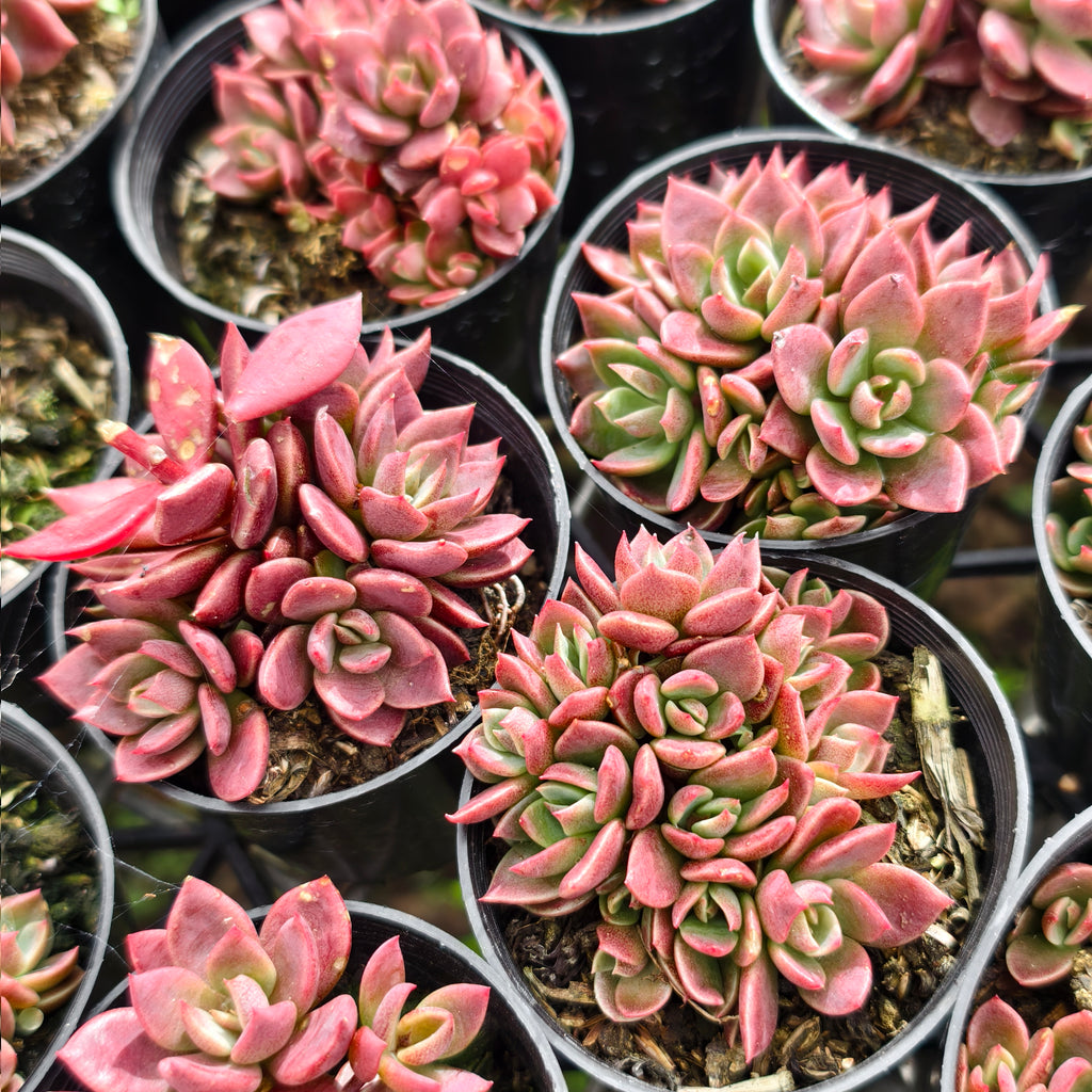 [PACK of 10 PLANTS] x Sinocrassula indica (CLUSTER)