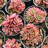 [PACK of 10 PLANTS] x Sinocrassula indica (CLUSTER)