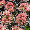 [PACK of 10 PLANTS] x Sinocrassula indica (CLUSTER)