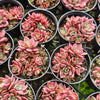 [PACK of 10 PLANTS] x Sinocrassula indica (CLUSTER)