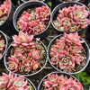 [PACK of 10 PLANTS] x Sinocrassula indica (CLUSTER)