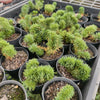 [PACK of 10 PLANTS] x Sedum mexicanum/reflexum f. cristata