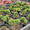 [PACK of 10 PLANTS] x Sedum mexicanum/reflexum f. cristata