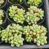 [PACK of 10 PLANTS] x  Sedum Carviar (cluster)