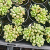 [PACK of 10 PLANTS] x  Sedum Carviar (cluster)