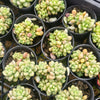 [PACK of 10 PLANTS] x  Sedum Carviar (cluster)