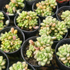 [PACK of 10 PLANTS] x  Sedum Carviar (cluster)