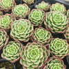 [PACK of 10 PLANTS] x Echeveria Bella Donna